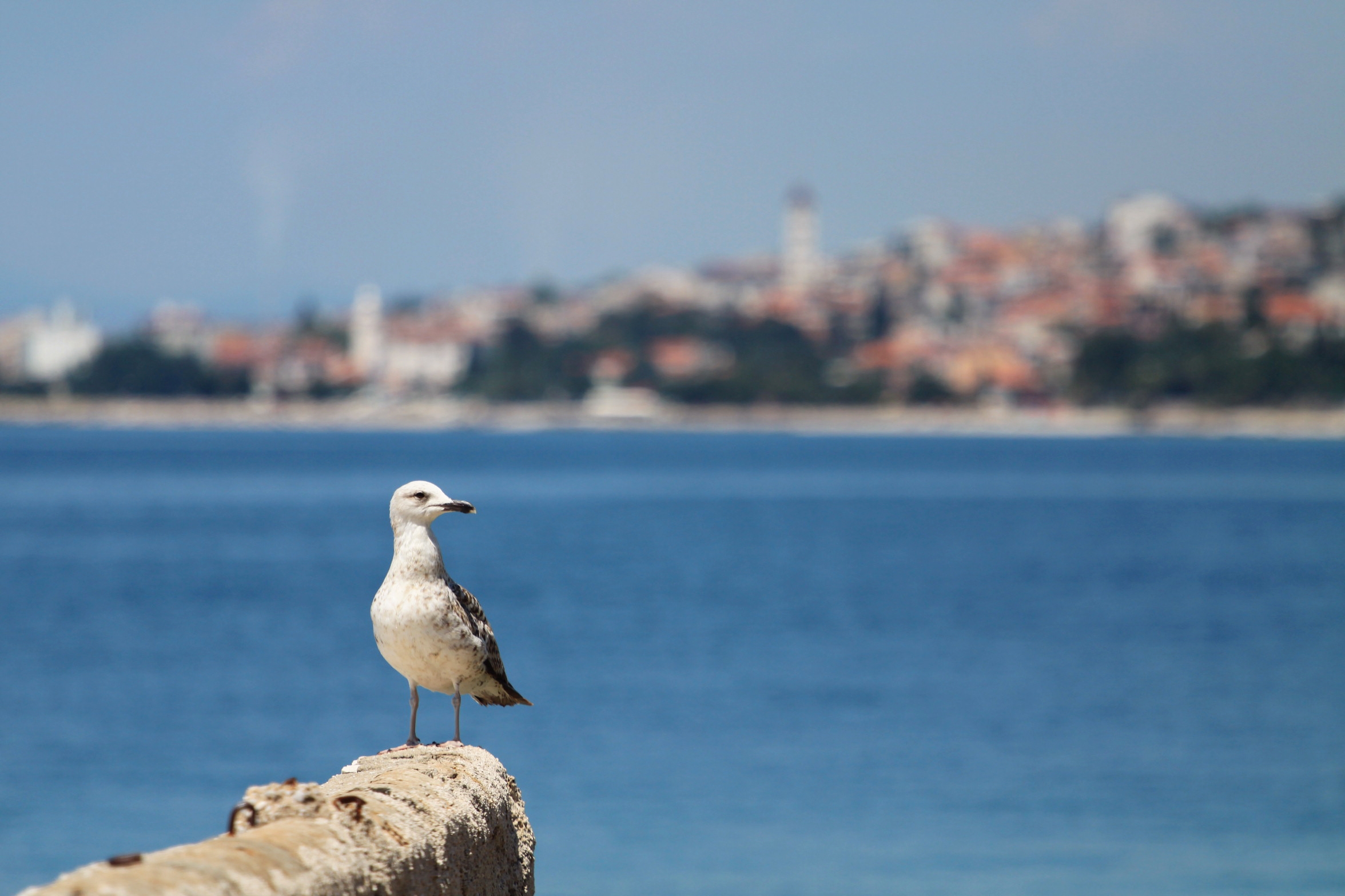 Kde se ubytovat na riviéře Crikvenica