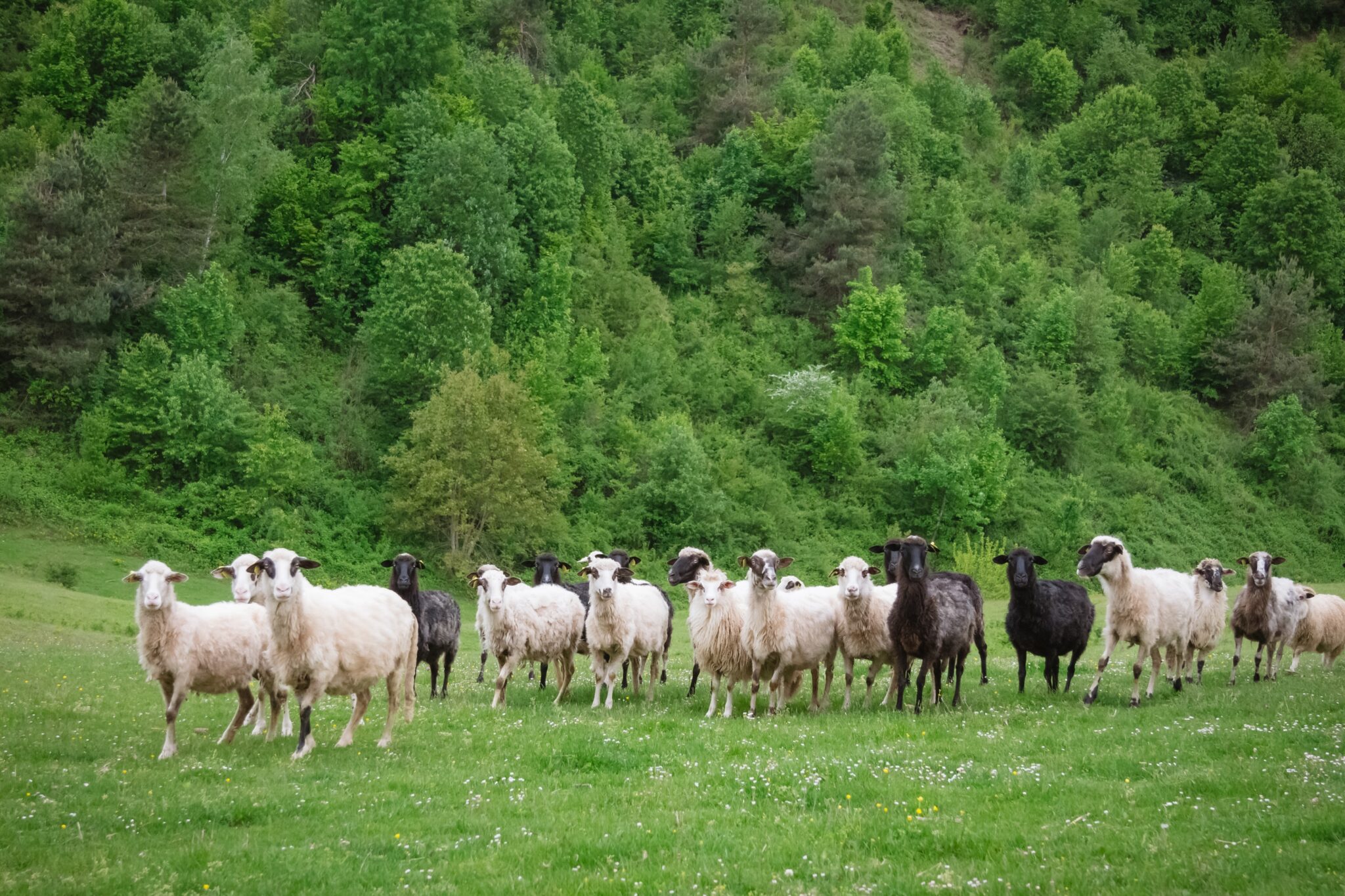Unde să te cazezi în Tatar Varoš